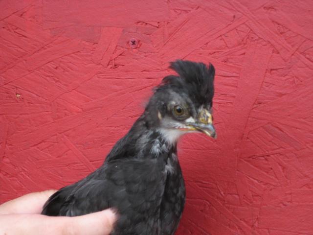 52025_easter_and_chickens_and_coop_046.jpg