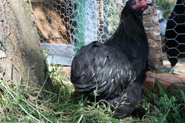 52026_black_cochin_005.jpg