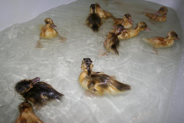 52026_ducks_013.jpg