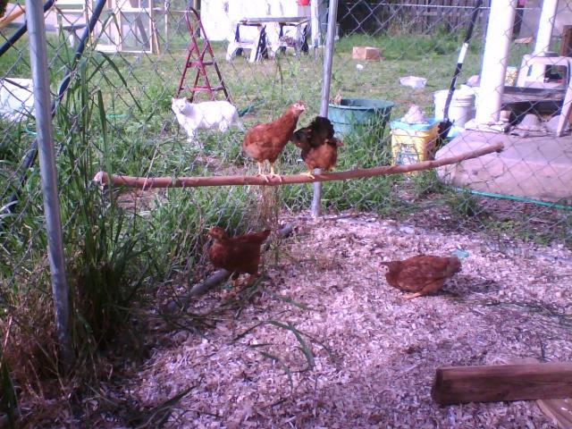 52059_two_chickies_on_branch.jpg