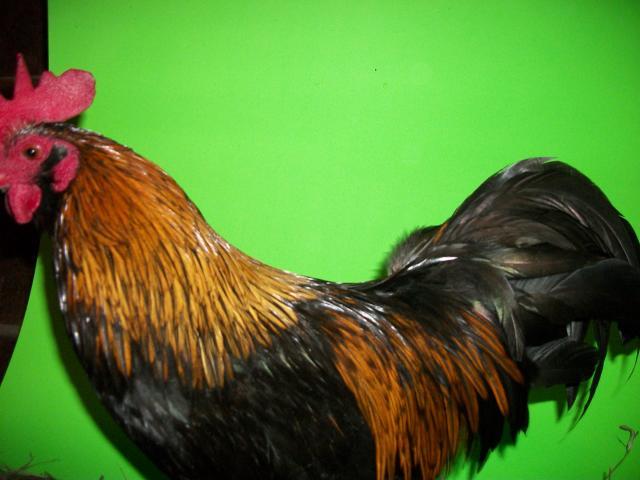 52086_100_0798.jpg