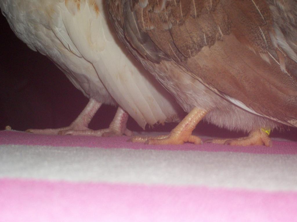 52086_100_09051.jpg