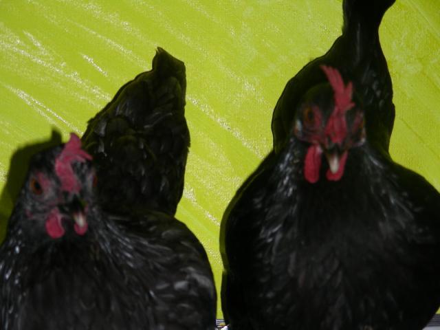 52086_dscn2977.jpg