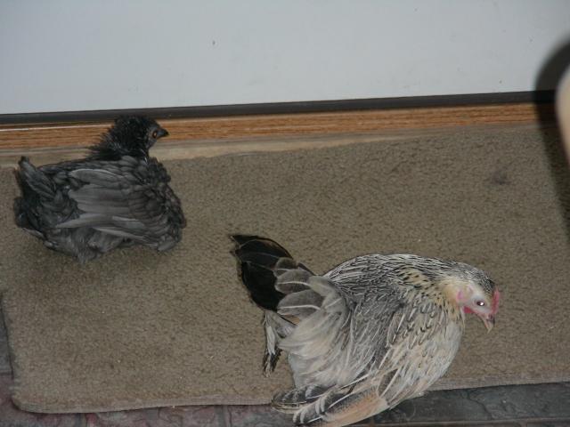 52086_dscn5699.jpg