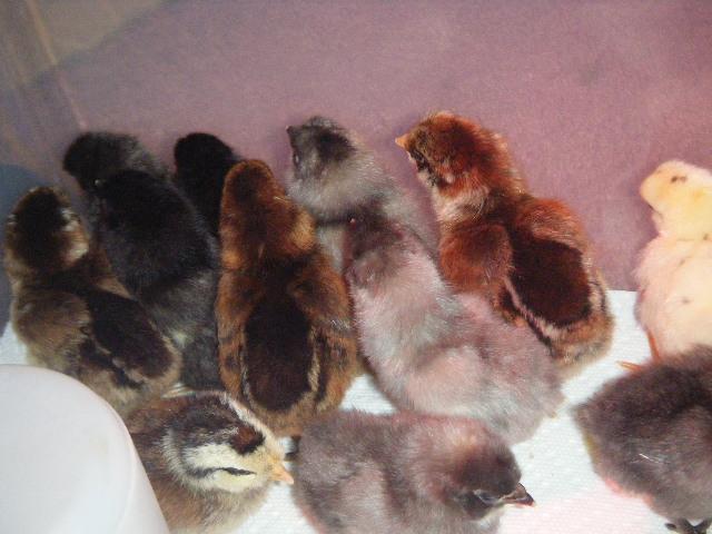 52105_chicks_2010_010.jpg