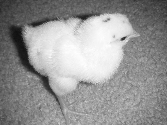 52105_chicks_2010_049.jpg