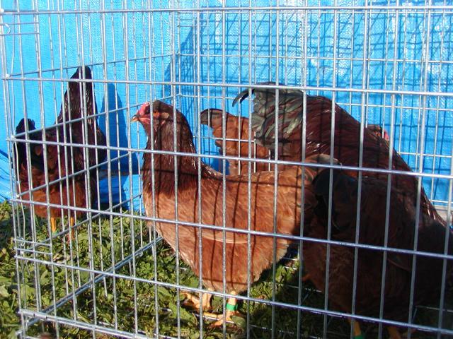 52136_braden_pullet_10-13-2010.jpg