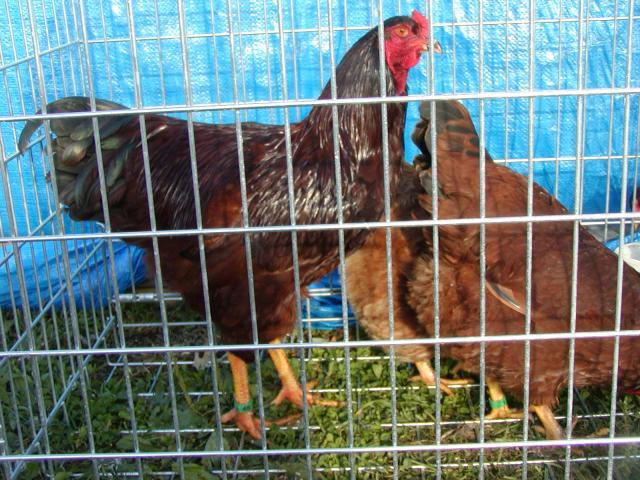 52136_brown-albc_cockerel_1_10-13-2010.jpg