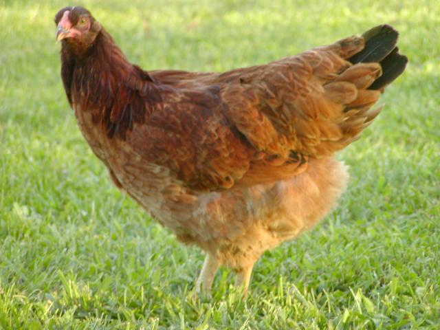52136_buckeye_hen_1.jpg