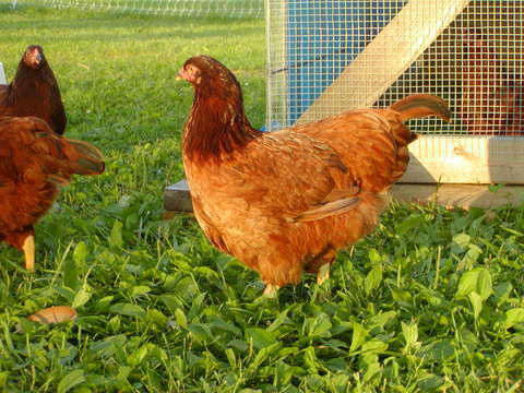 52136_buckeyehen2a.jpg