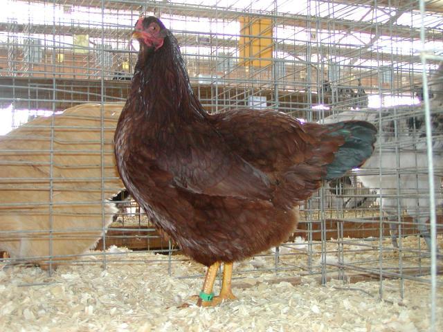 52136_reserve_american_pullet_sam_brush_judge_11-6-2010.jpg