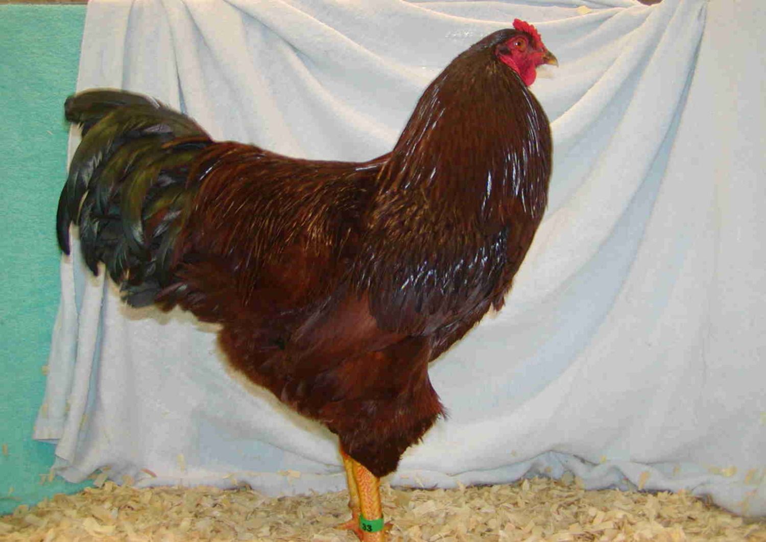 52136_reserve_champion_american_11-20-2010_double_judged_2.jpg