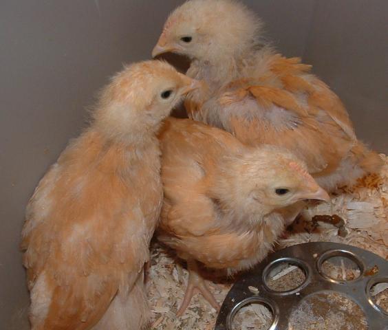 52198_chicks.jpg