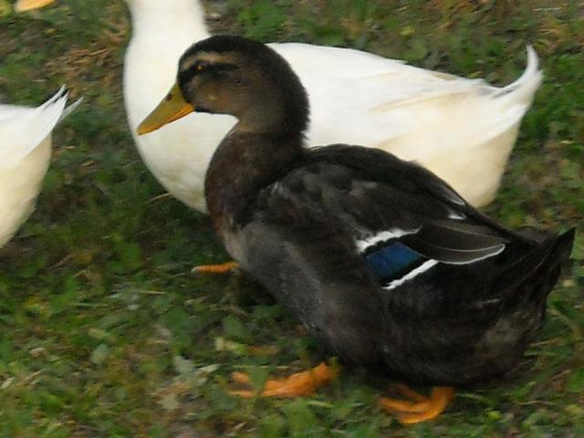 52212_dscn1102.jpg