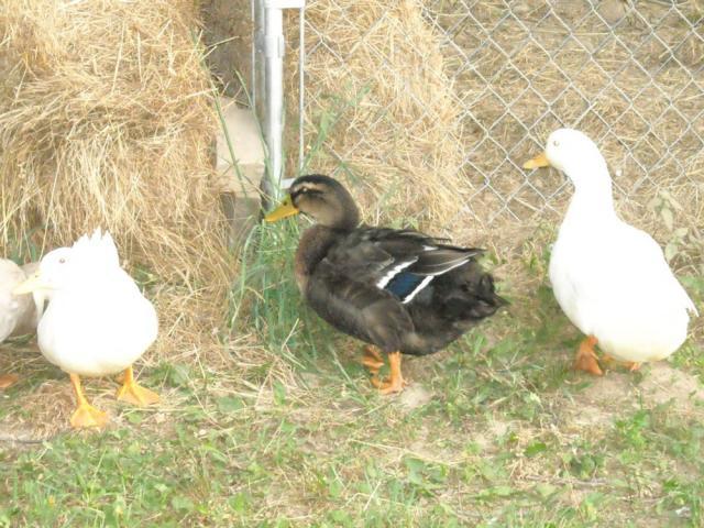 52212_dscn1104.jpg