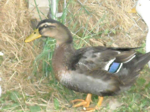 52212_dscn1105.jpg