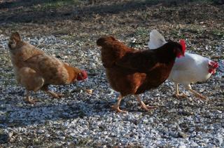 52223_chickens.jpg
