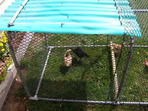 52301_p4170008.jpg