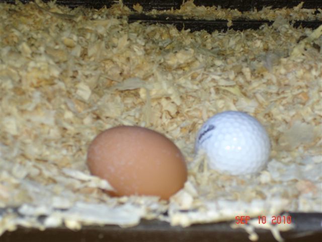 52329_september2010202010201st20egg.jpg