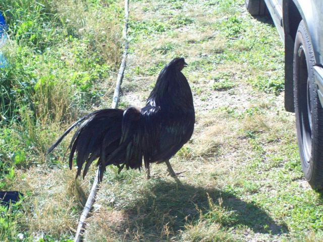 52339_102_0435.jpg