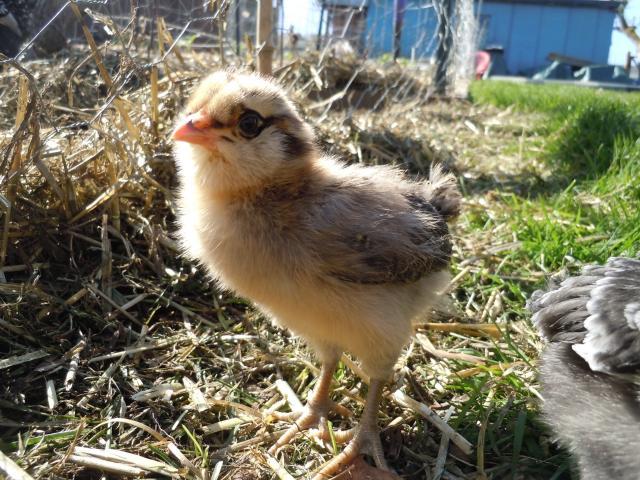 Ameraucana Chicken Color Chart