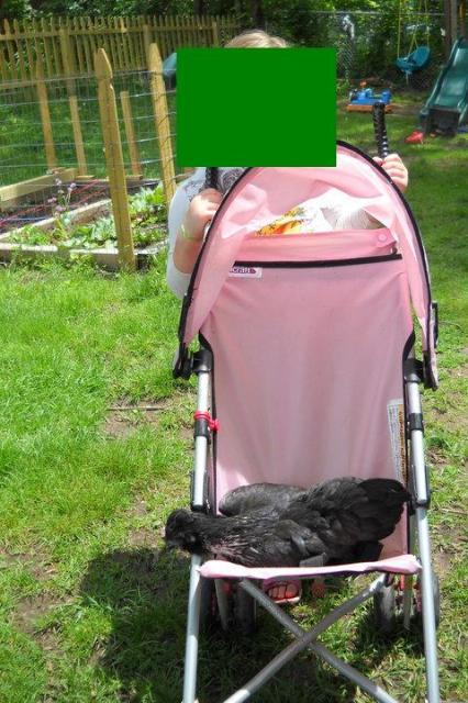 52344_bantam.jpg
