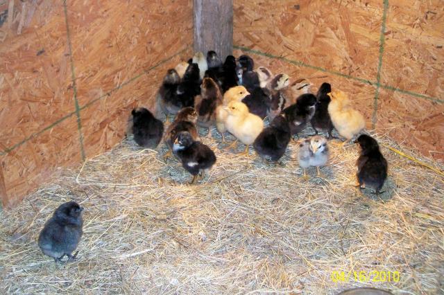 52355_chicks_in_a_group.jpg