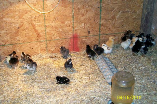 52355_chicks_spread_out.jpg