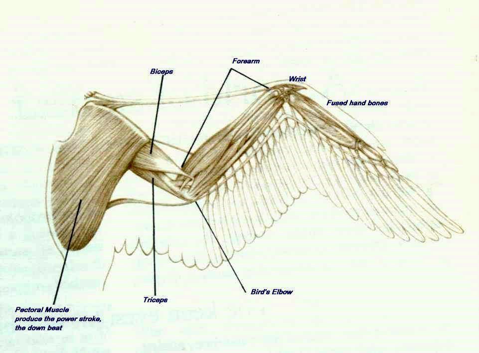 52356_33115_muscles.jpg