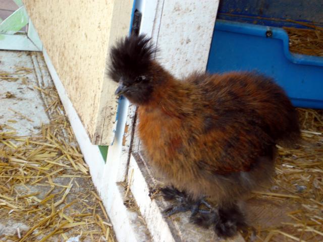 52356_coco.jpg