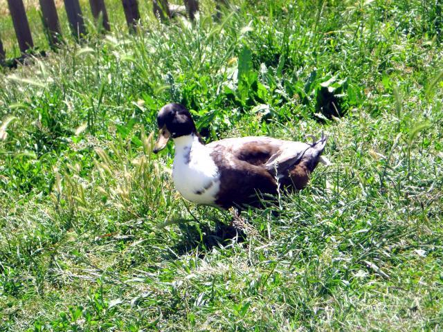 52356_duckduck.jpg