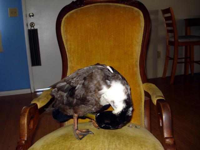 52356_duckduck2.jpg