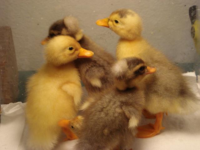 52356_ducklings1.jpg