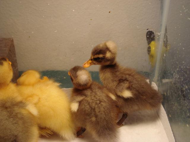52356_ducklings2.jpg