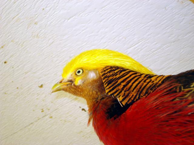 52356_qbeepho.jpg