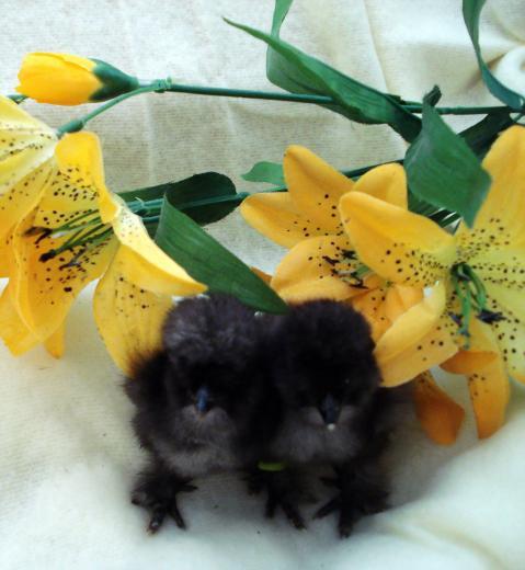 52356_silkbabies.jpg