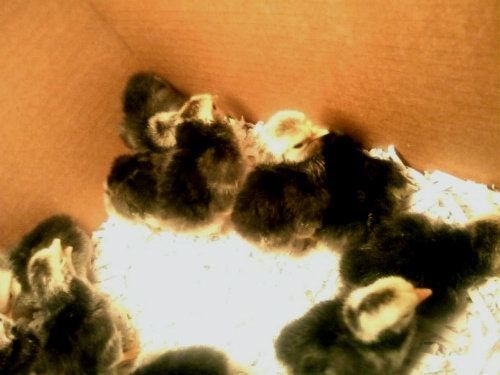 52356_silvchicks.jpg