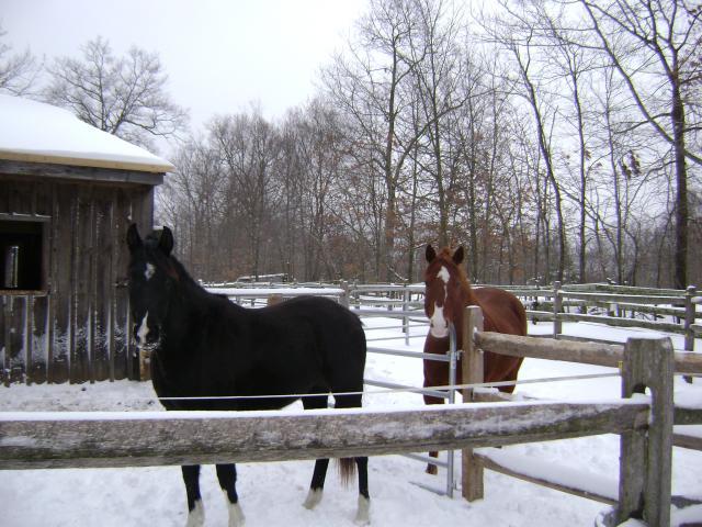 52396_xmas_2008_006.jpg