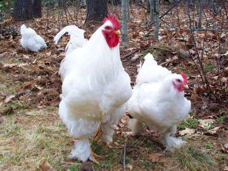 52408_gert_and_hildie2.jpg