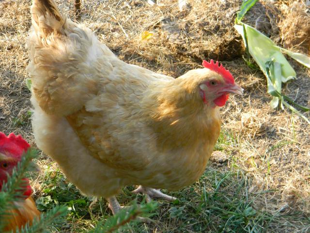52410_buff_orpington_hen.jpg