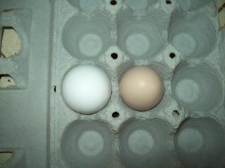 52436_100_3376.jpg