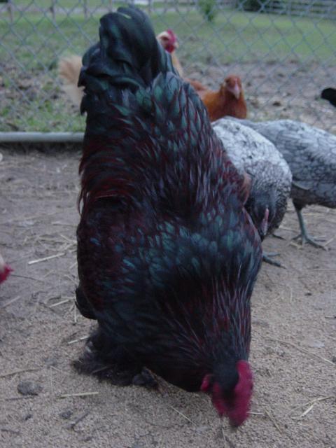 524_chickens_029.jpg