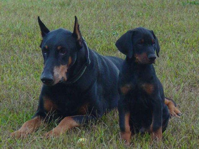 524_new_puppy_016.jpg