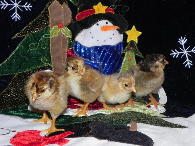 52537_christmas_chickies.jpg