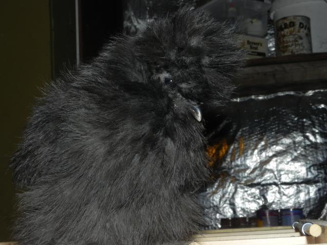 52537_dscn1485.jpg