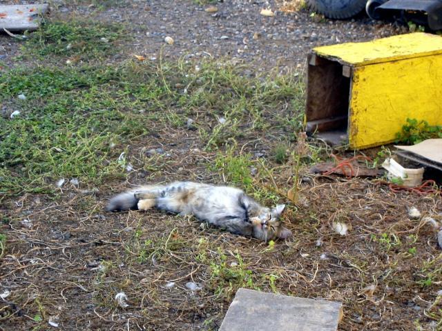 52541_barn_kitty_0014.jpg