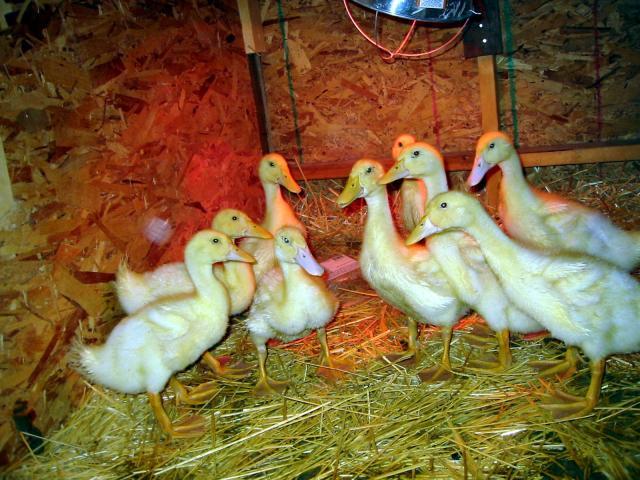 52541_pekins_day_22_002.jpg