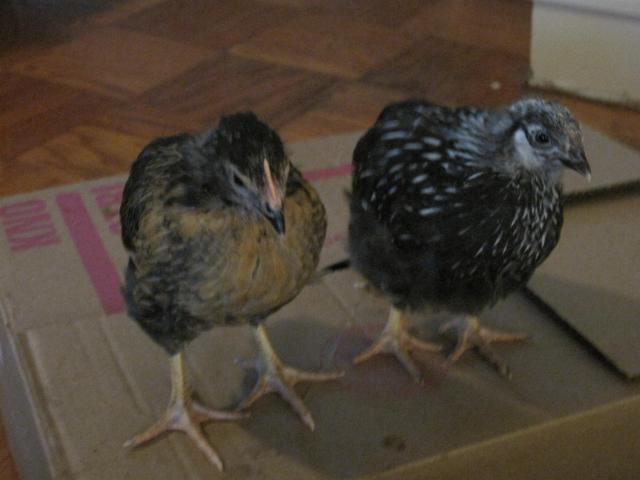 52542_chickens_015.jpg