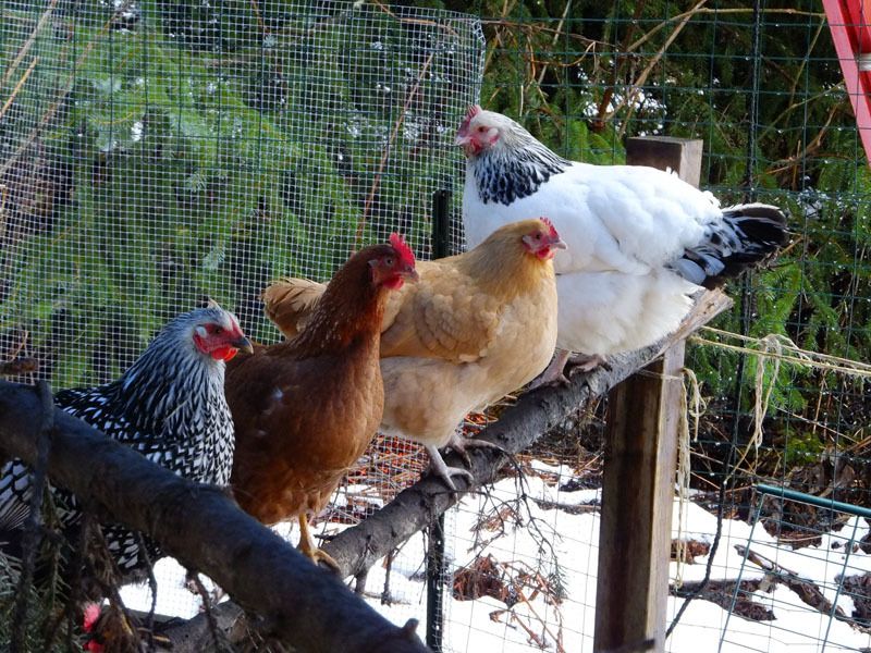 52558_chicken_31oct11_dscf0118.jpg