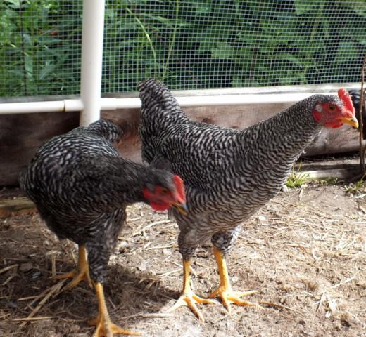 52558_chickens_1_dscf0544.jpg